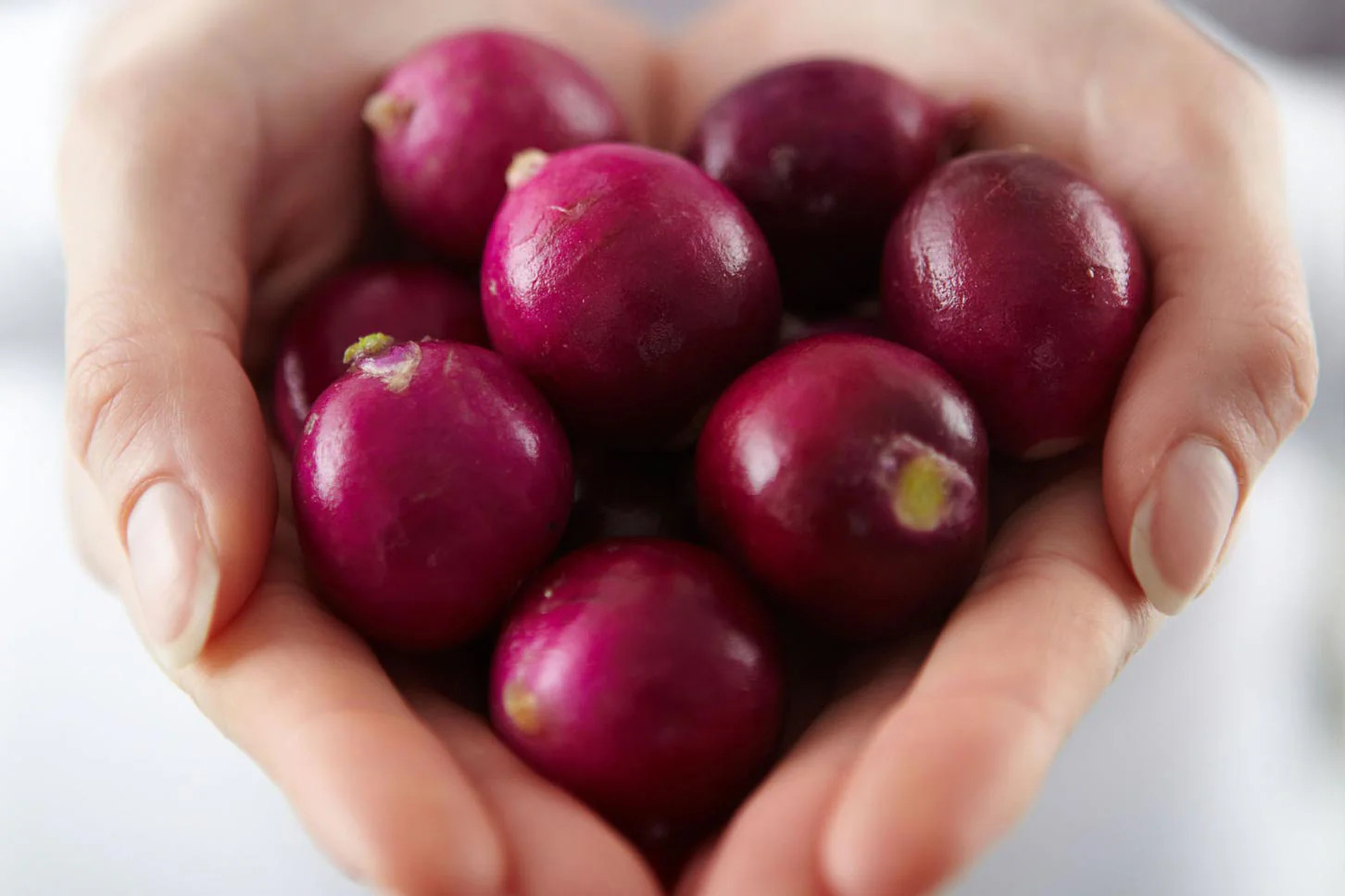 Purple Plum Radish Seeds | Raphanus sativus Purple Radishes Unique Color 2024