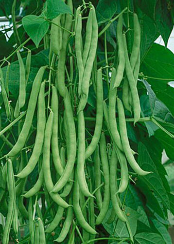 15+Kentucky Wonder Pole Bean Seeds Chinese Four Seasons Pole Green Bean USA