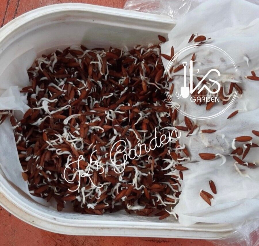 5 PCS RIVER LEAF VINE SEEDS , HAT LÁ GIANG |HIGH GERMINATION RATE 85%|