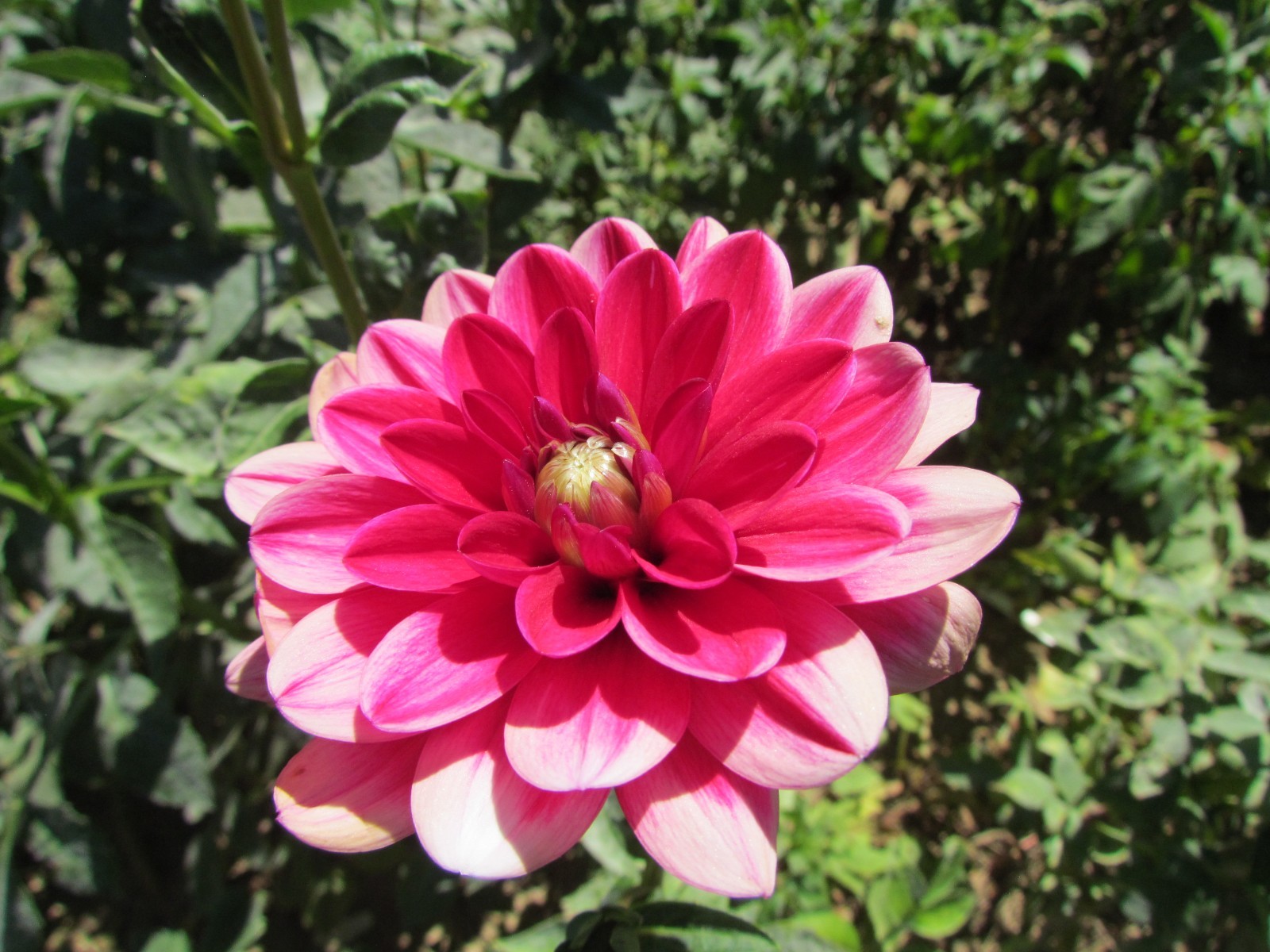 Choice Homegrown Waterlily Dahlia Flower Tuber Bulb Pink White Multi Lahaina+