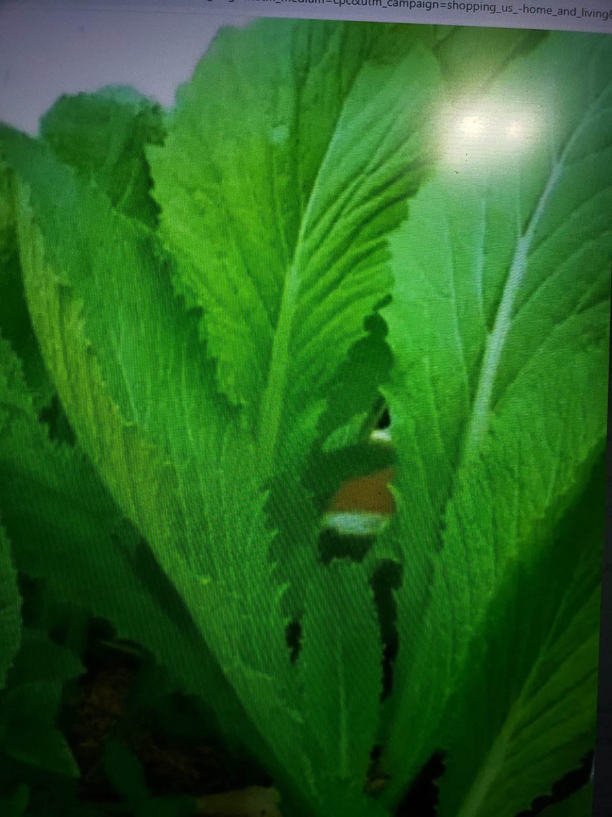 Florida Broadleaf Mustard 2500 Seeds, NON-GMO, Garden Growing, FREE SHIPPING