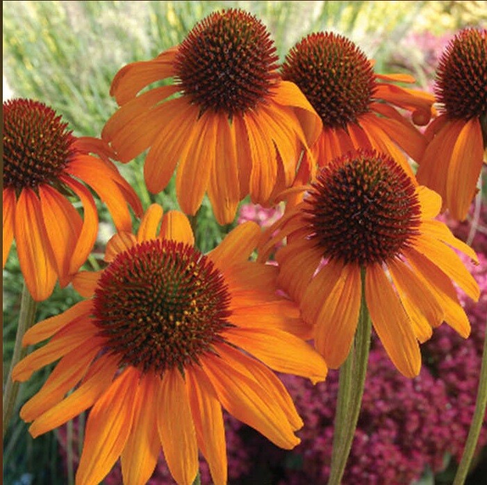 50 Bright Orange Coneflower Seeds Flower Perennial Flowers Seed 26 US SELLER