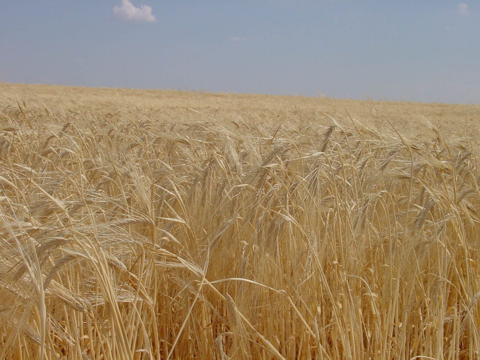 Barley Seed Catgrass Sprouting Grain Fodder Cover Crop Livestock Feed NON-GMO