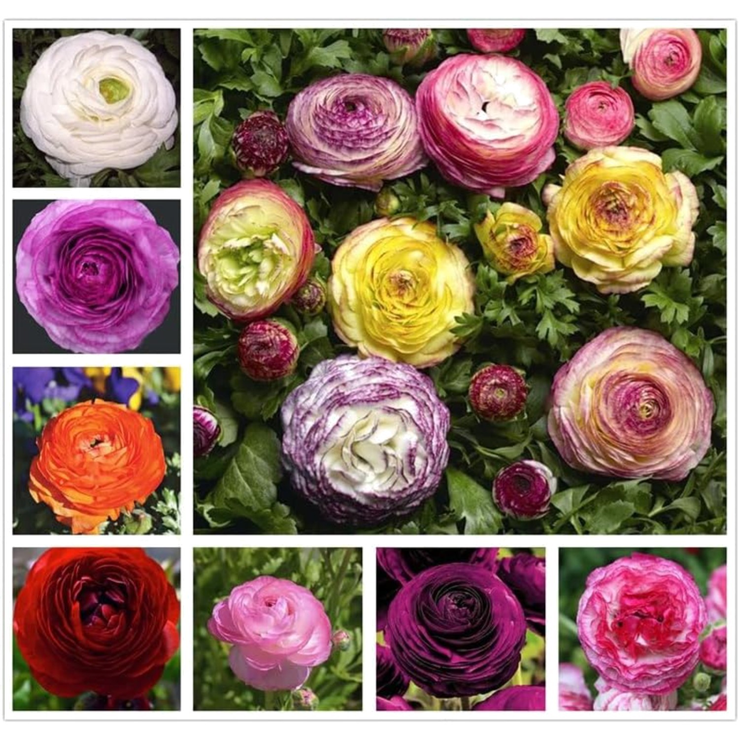 Heirloom Quality 10PCS Ranunculus Bulbs | Shade Resistant Double Buttercups