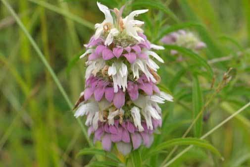 Monarda citriodora | Lemon Bee Balm | Purple Horsemint | 100_Seeds