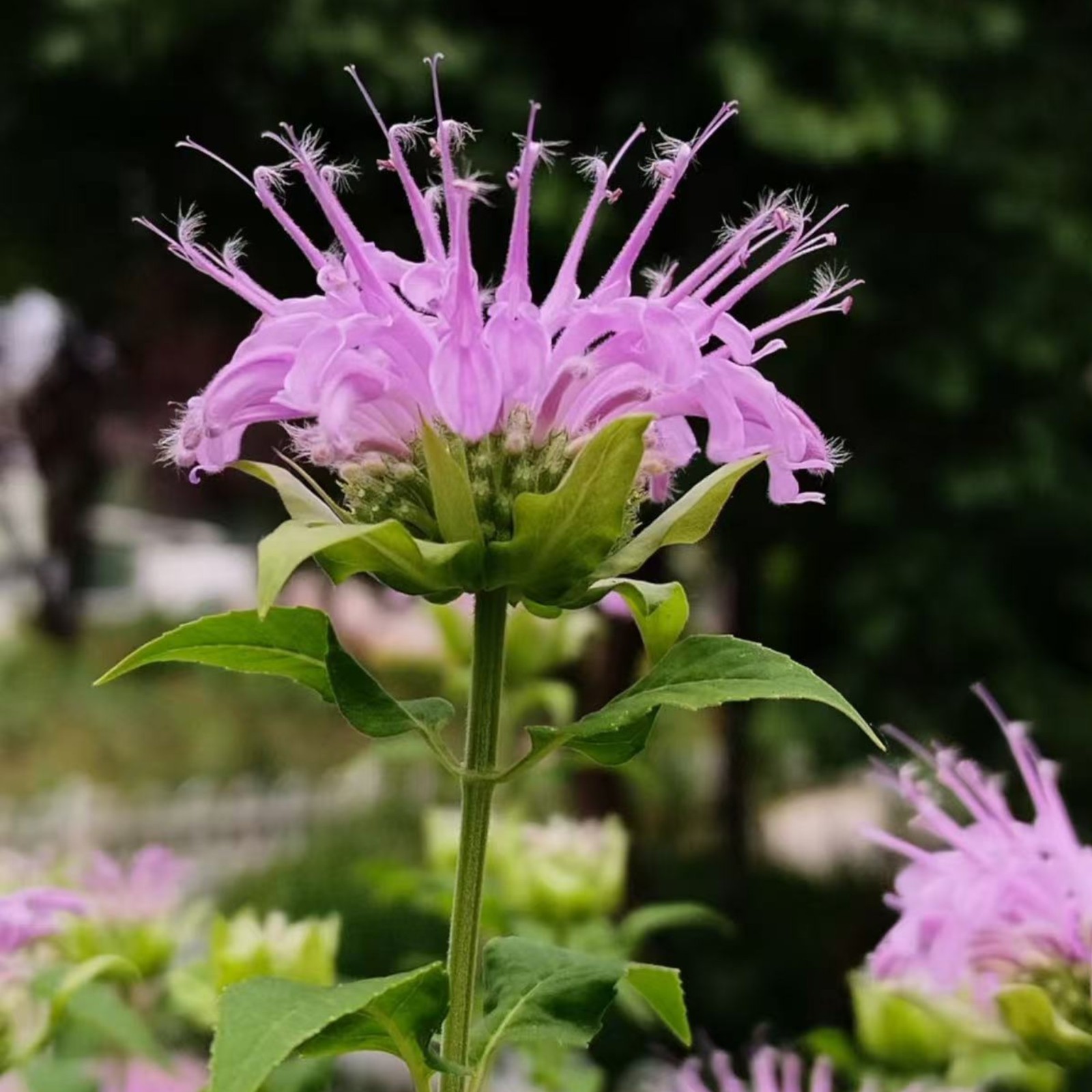 1000 Purple Bee Balm Seeds Monarda – Perennial Flower for Pollinators Zones 4–9