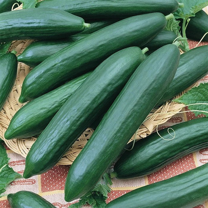 50+ Tendergreen Burpless Cucumber Seeds — English Cucumber ——– FRESH