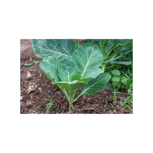 250+Cabbage Collards Seeds | Heirloom Collards Seeds