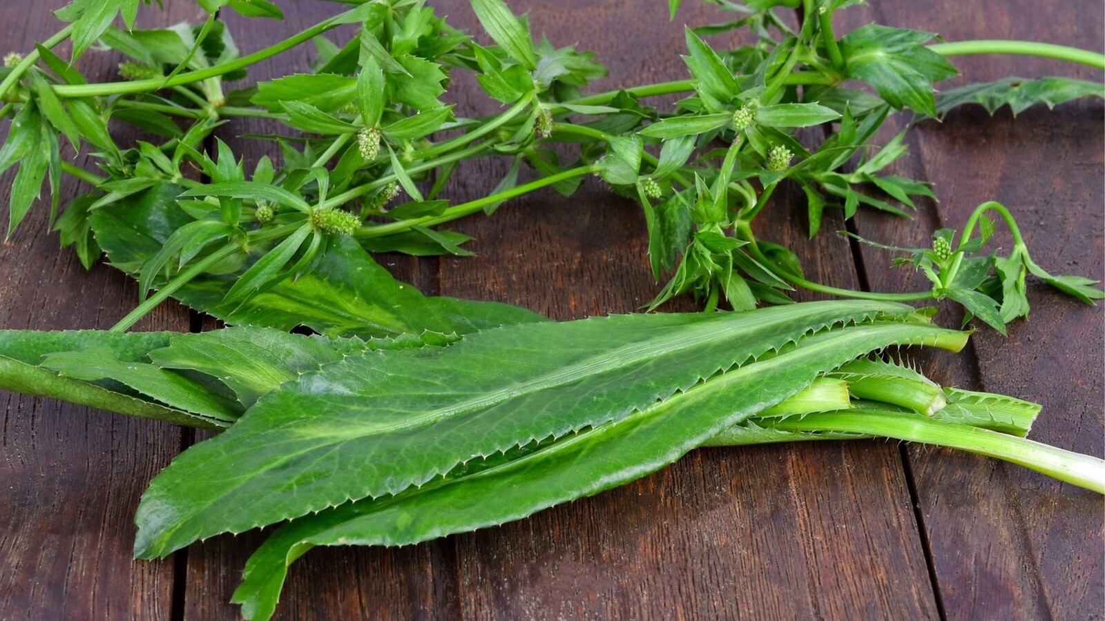 1000 SEEDS – CULANTRO, SAWTOOTH CORIANDER, NGÒ GAI