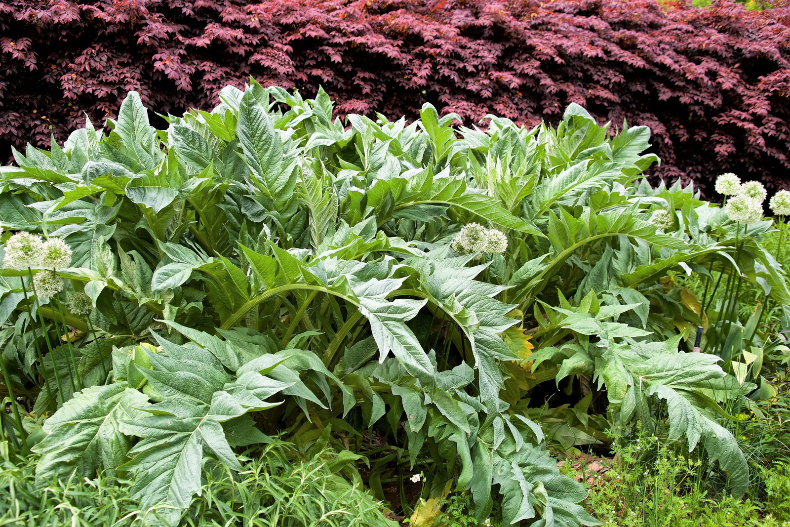 25 CARDOON Cynara Cardunculus Artichoke Thistle Perennial Edible Vegetable Seeds