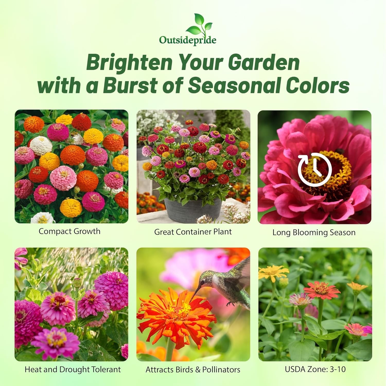 Compact Heirloom Zinnia Seeds – 1/4 Lb. for Beautiful Summer to Winter Blooms