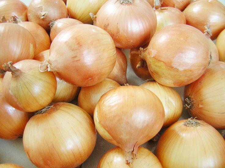 Texas Grano 502 Onion Seeds, NON-GMO, Early Grano, Variety Sizes, FREE SHIPPING