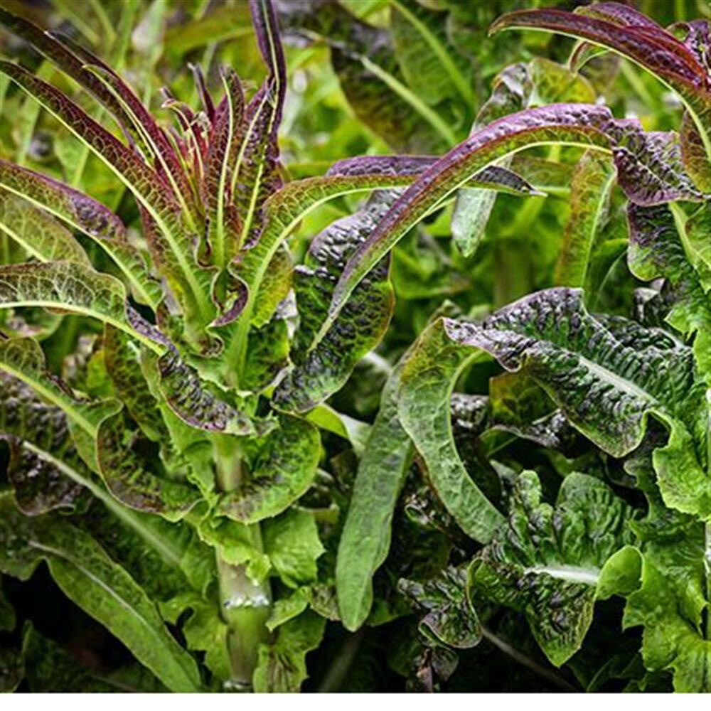 2000++Seeds Mix Green & Purple Sword Lettuce seeds, Celtuce, wosun Celtuce 紫萵筍