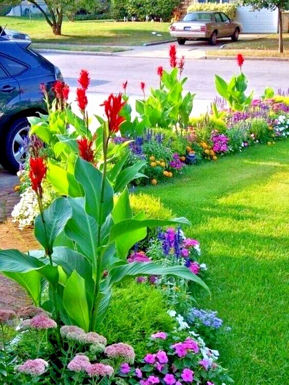 RED CANNA LILY INDICA SEEDS INDIAN SHOT Arrowroot Flowers Attracts Hummingbirds
