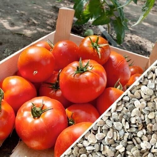 120+ Homestead Tomato Seeds -DROUGHT RESISTENT — HEIRLOOM – NON GMO – ORGANIC