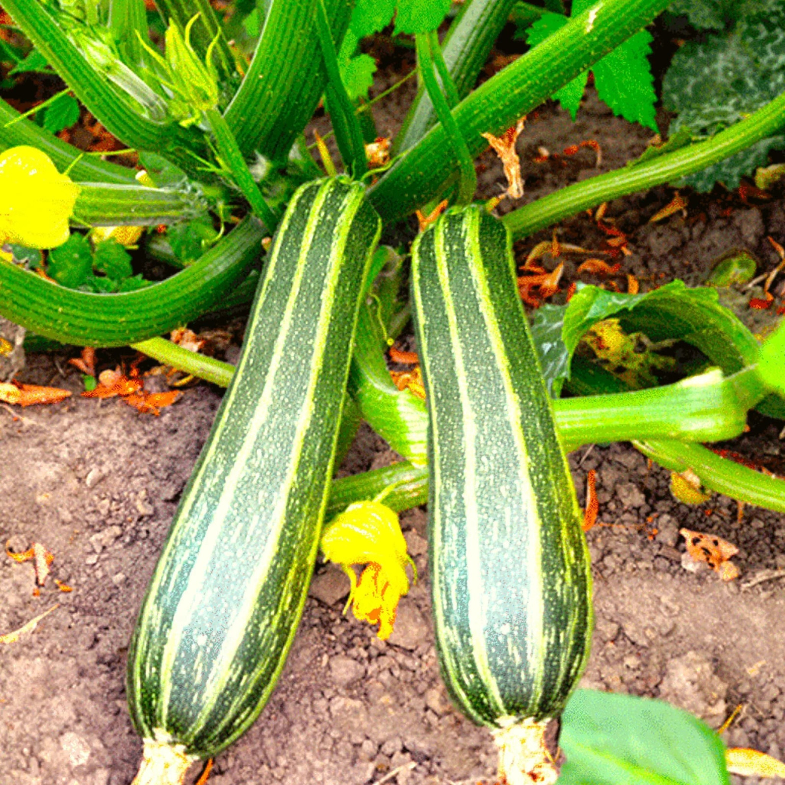 50+ Cocozelle Zucchini Seeds — Summer Squash — Italian Squash — HEIRLOOM