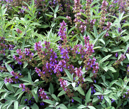 SAGE GARDEN Salvia Officinalis – 500 Bulk Seeds