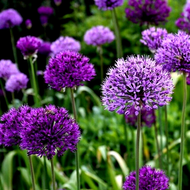 10 PURPLE SENSATION SEEDS (Allium aflatunense) LARGE 4-6″ FLOWERS Butterflies
