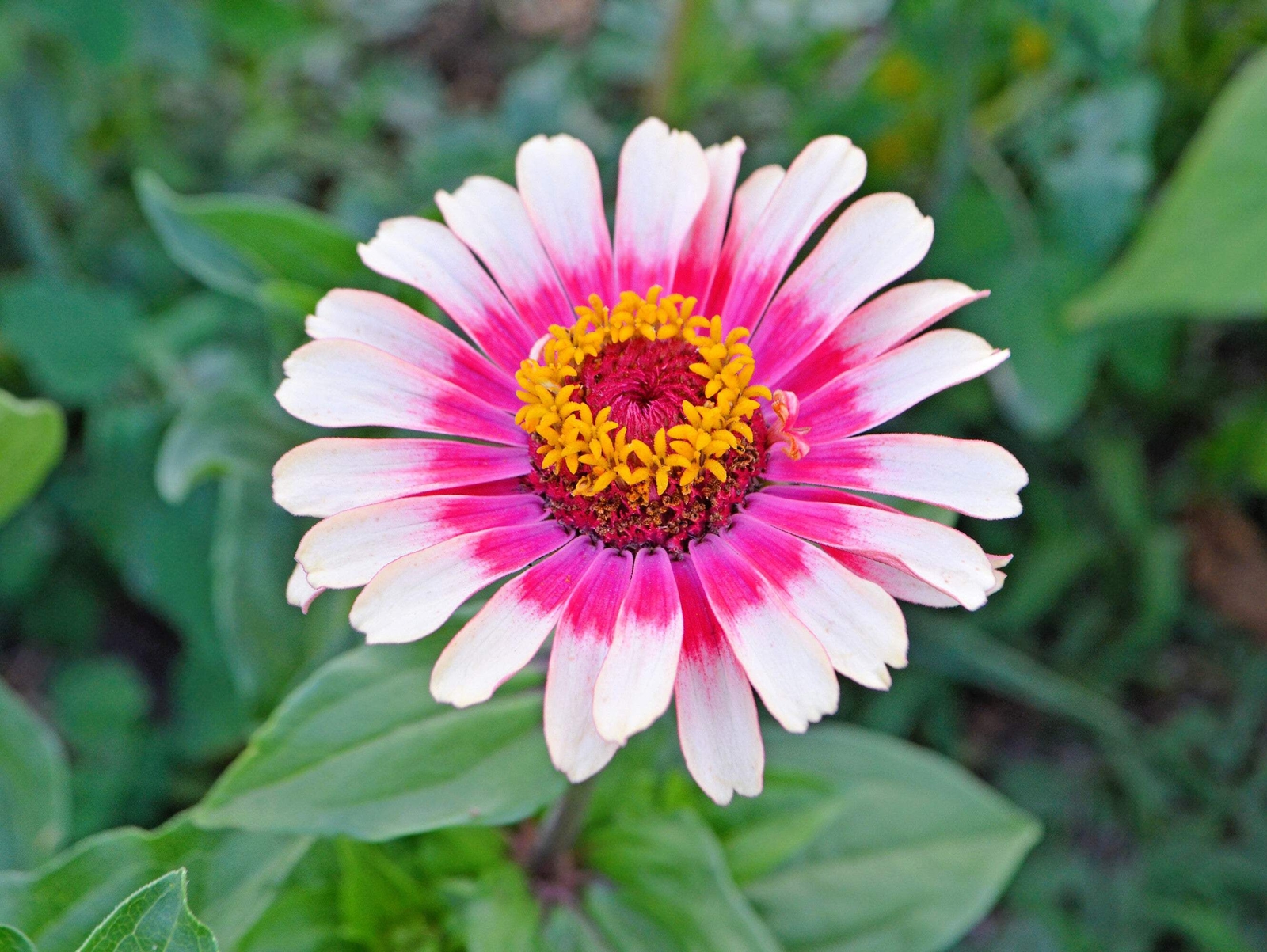 50 CAROUSEL MIX ZINNIA Elegans Carrousel Whirligig Mixed Colors Flower Seeds