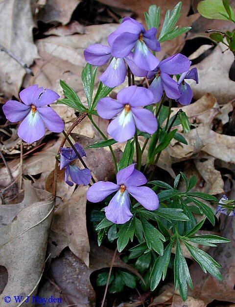 Bird’s-Foot Violet (Viola Pedata) bare-root