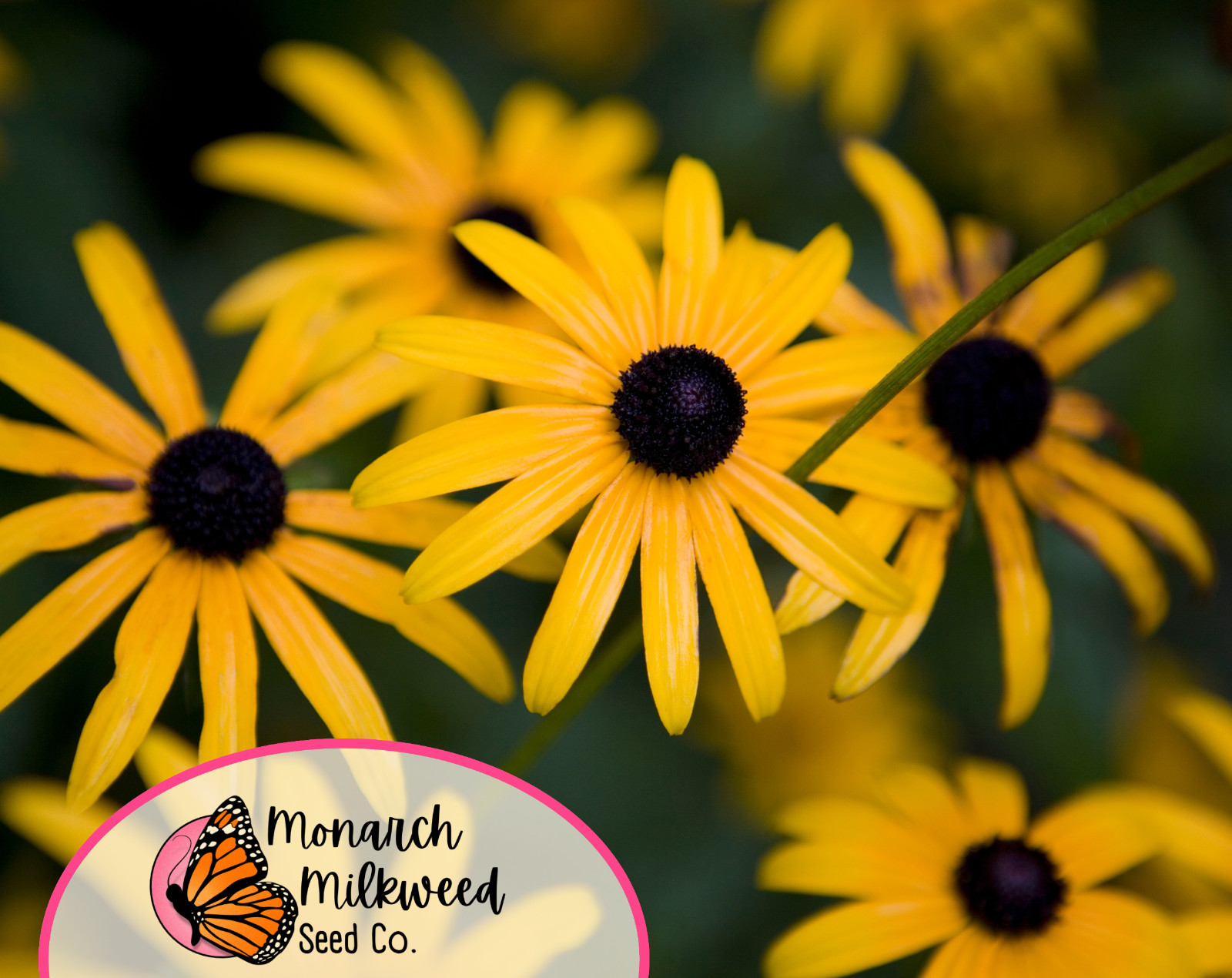 8000+ Black Eyed Susan Seeds | Native Perennial Wildflower Gardening Seed