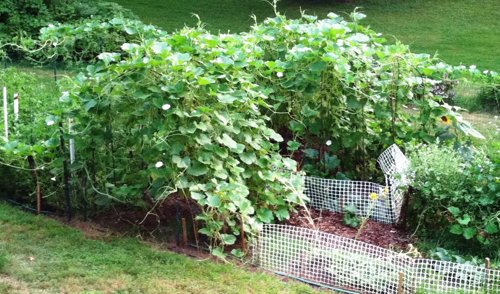 Speckled Swan Gourd Seeds