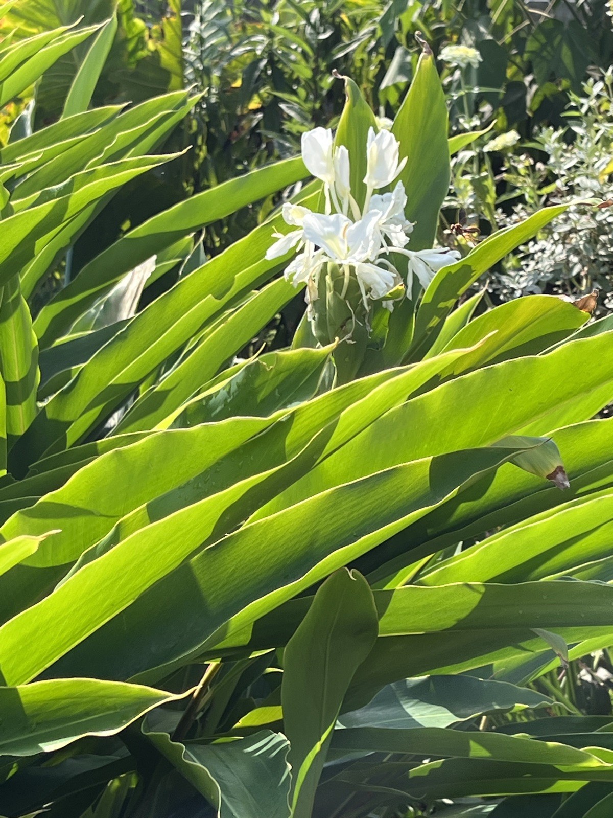 White Ginger (Hedychium coronarium) Beautiful, Hardy, BIG BULBS To 8oz Shipped