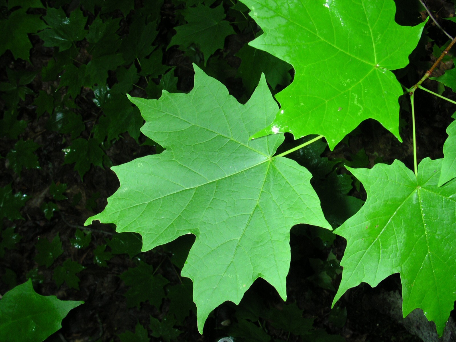 Southern Sugar Maple Tree | Premium Seeds | Acer saccharum ‘Summer’ | Plants’®