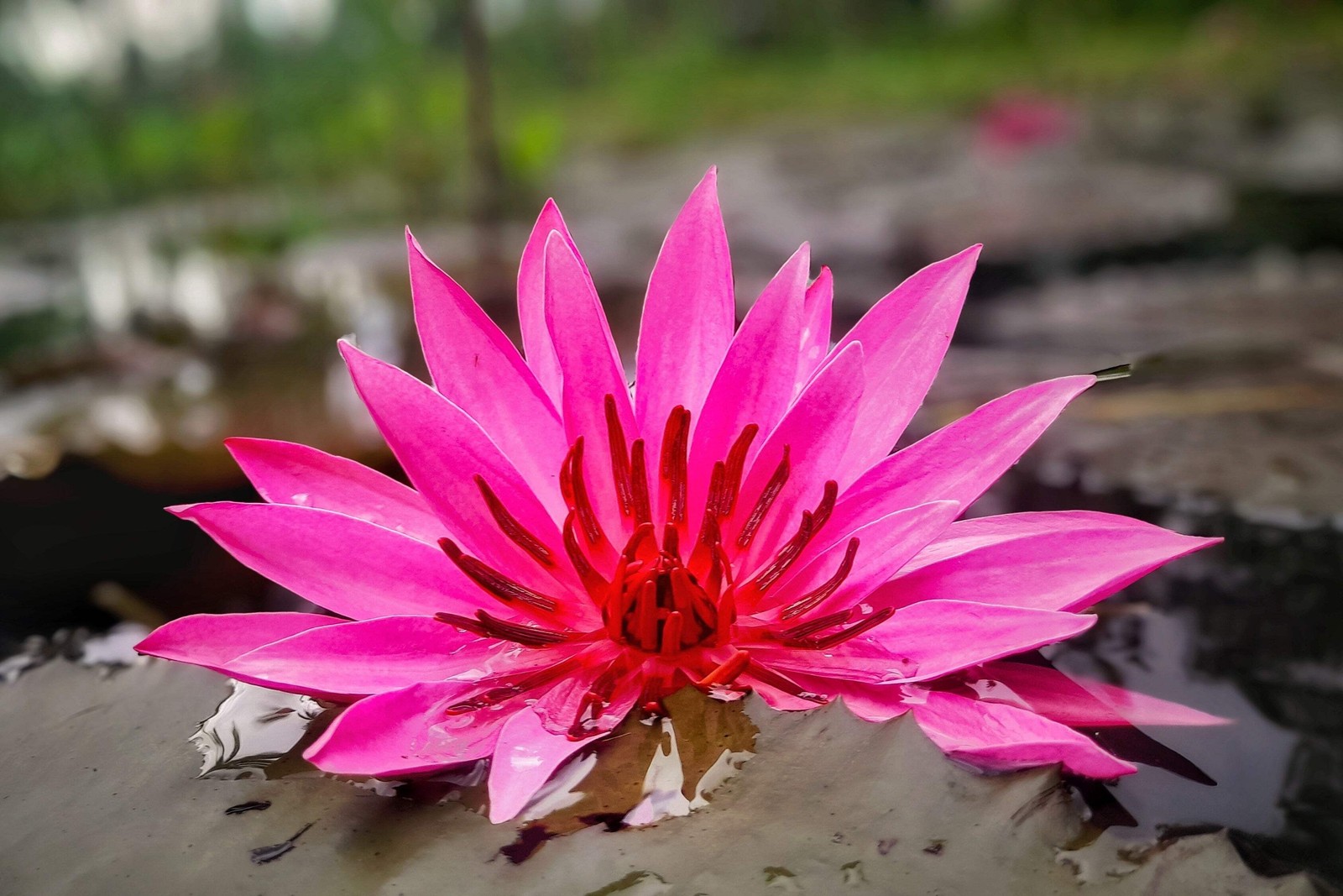 3 Organic Mixed Colors LOTUS Nelumbo Pond Water Lily Lilypad Blue Flower Seeds