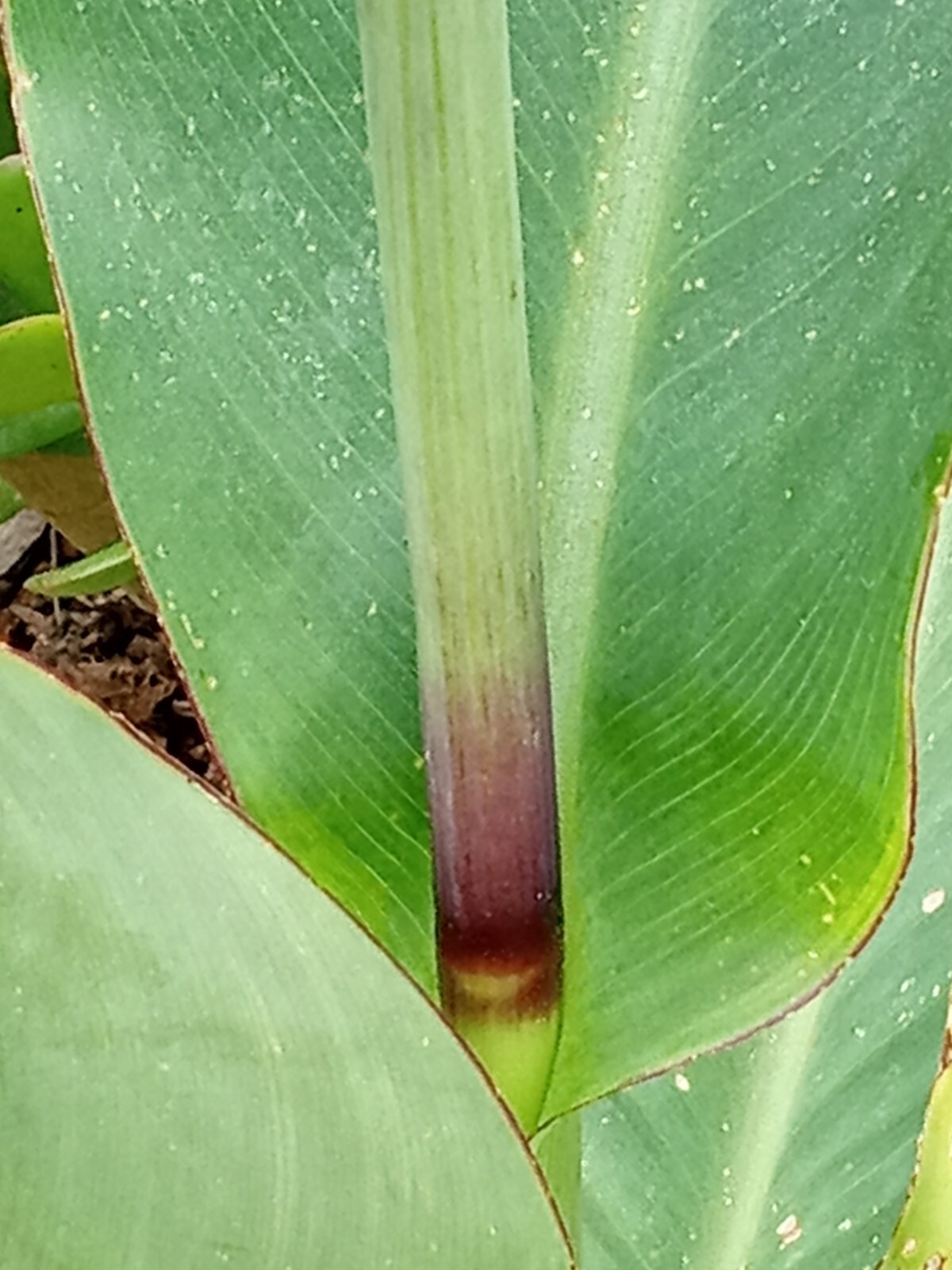 RED CANNA LILY Rooted Starter Plant Large Green Leaf – Hardy Tropical Perennial