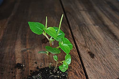 1000+ Crab Claw seeds,Hạt Giống rau càng cua ,peperomia pellucida