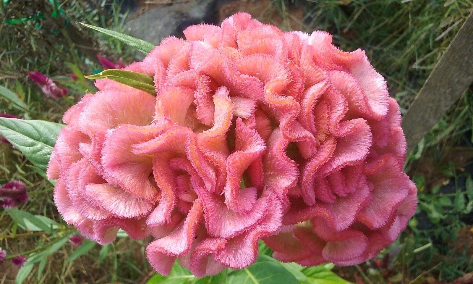 Light Pink Brain Celosia! 25 SEEDS! 2-4 ft tall Comb.S/H! OLD AMISH PLANT!