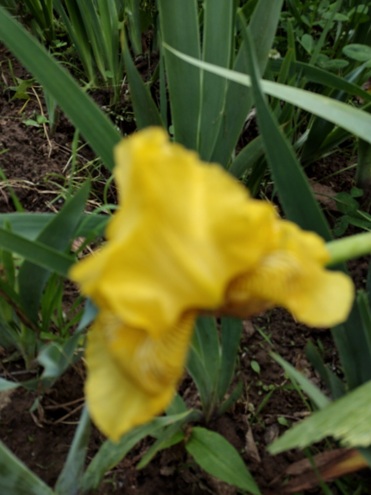 30x Fresh Bearded Iris Rhizomes Mixed Varieties