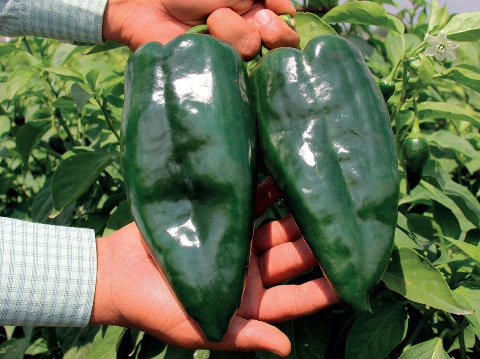 100 Heirloom Ancho Poblano Grande Pepper Seeds Giant Poblano Variety Mild 2k SHU