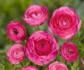 Aviv Pink Ranunculus Bulbs – Top Size 7/8 cm – US Seller – You Choose Amount