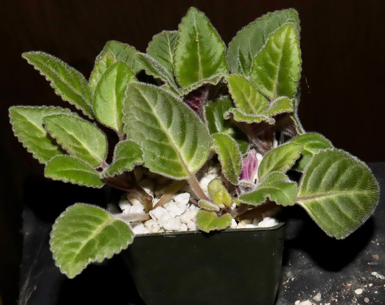 Plectranthus scaposus RARE Madagascar succulent leaves