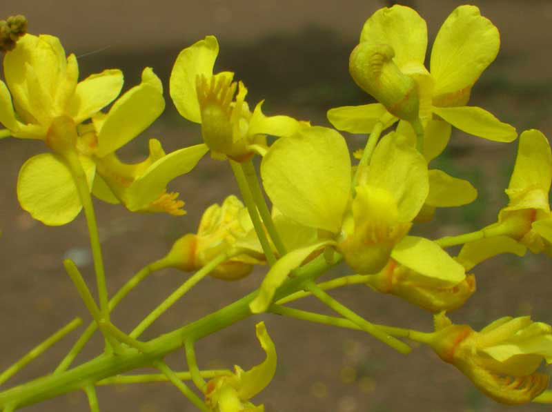 Caesalpinia velutina | Totoposte | Palo Colorada | 5 Seeds