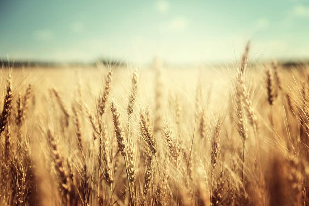 25 Lbs Wheat Cover Crop Seeds Non-GMO Winter Wheat Deer & Turkey Food Plot Seed