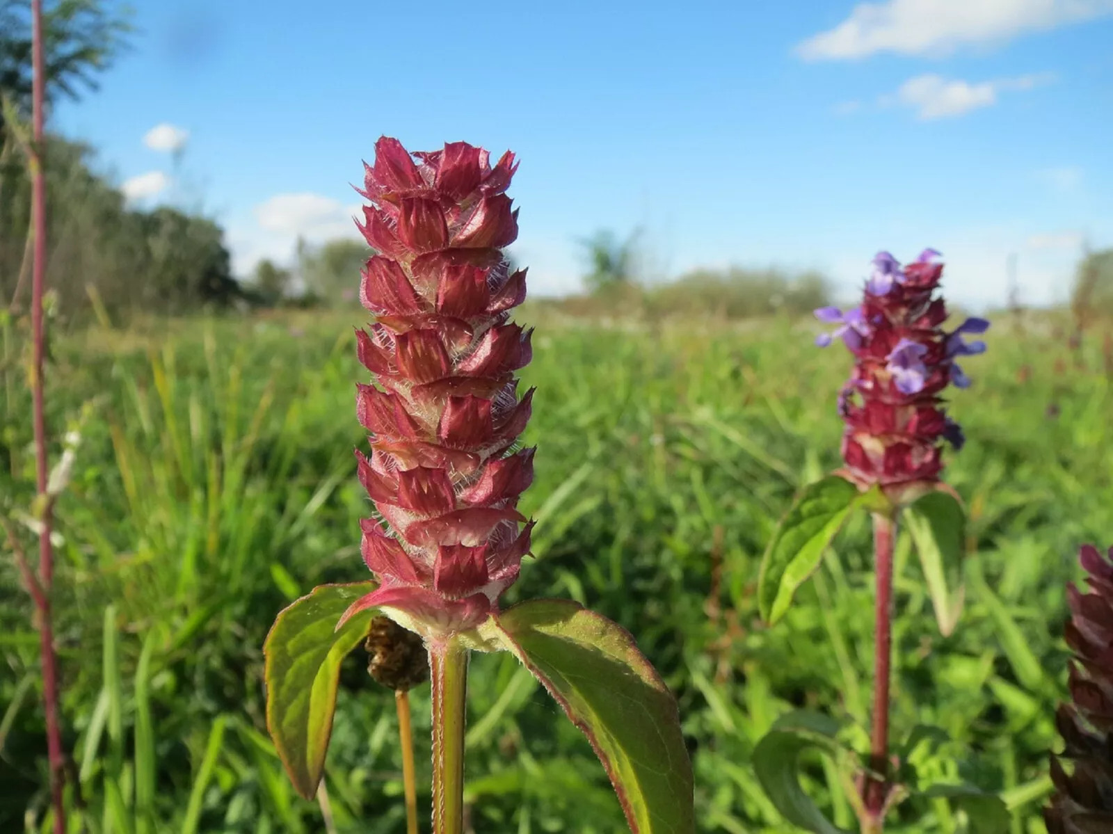 200 HEAL ALL Medicinal Herb Seeds BULK Self-Heal, All-Heal (Prunella Vulgaris)