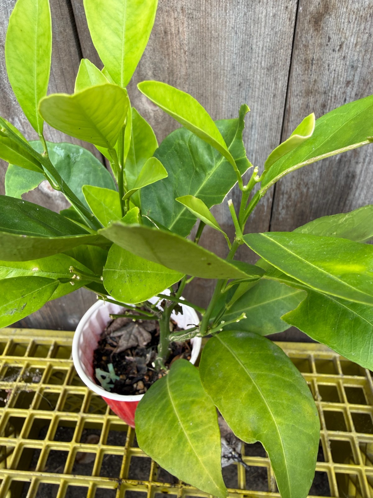 1 Ruby Valencia’ Sweet Orange Tree, Cuttings Rooted Orange Tree
