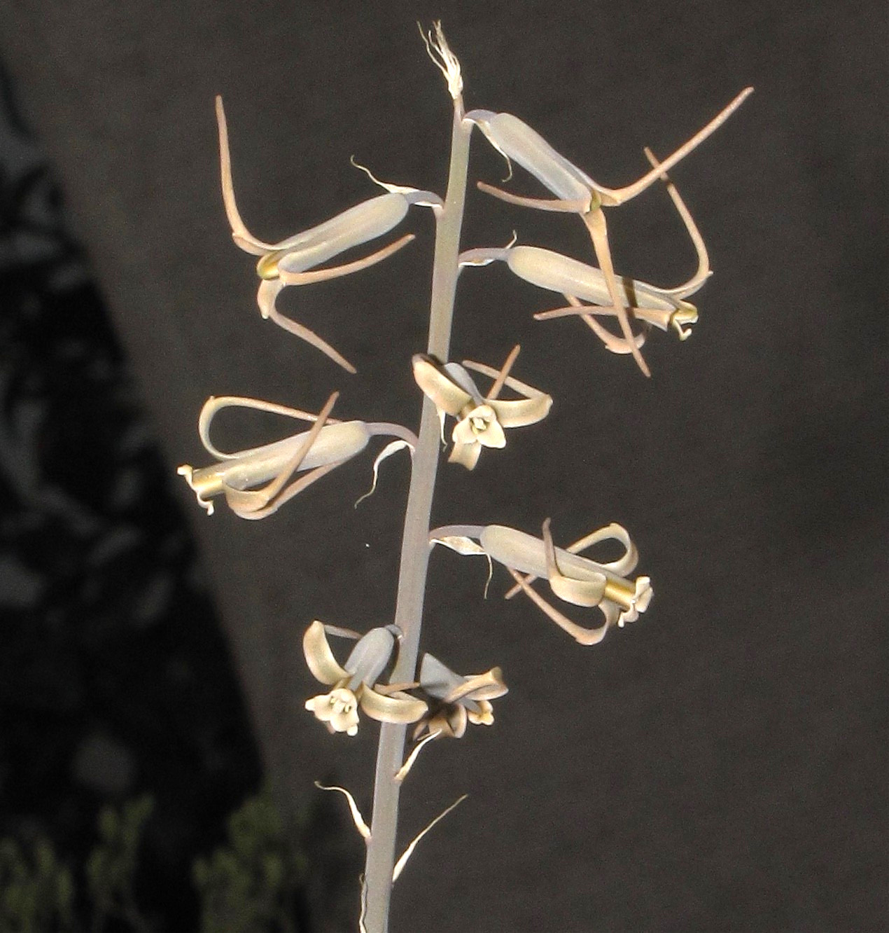 Dipcadi sp. Rare Madagascar bulb 3x