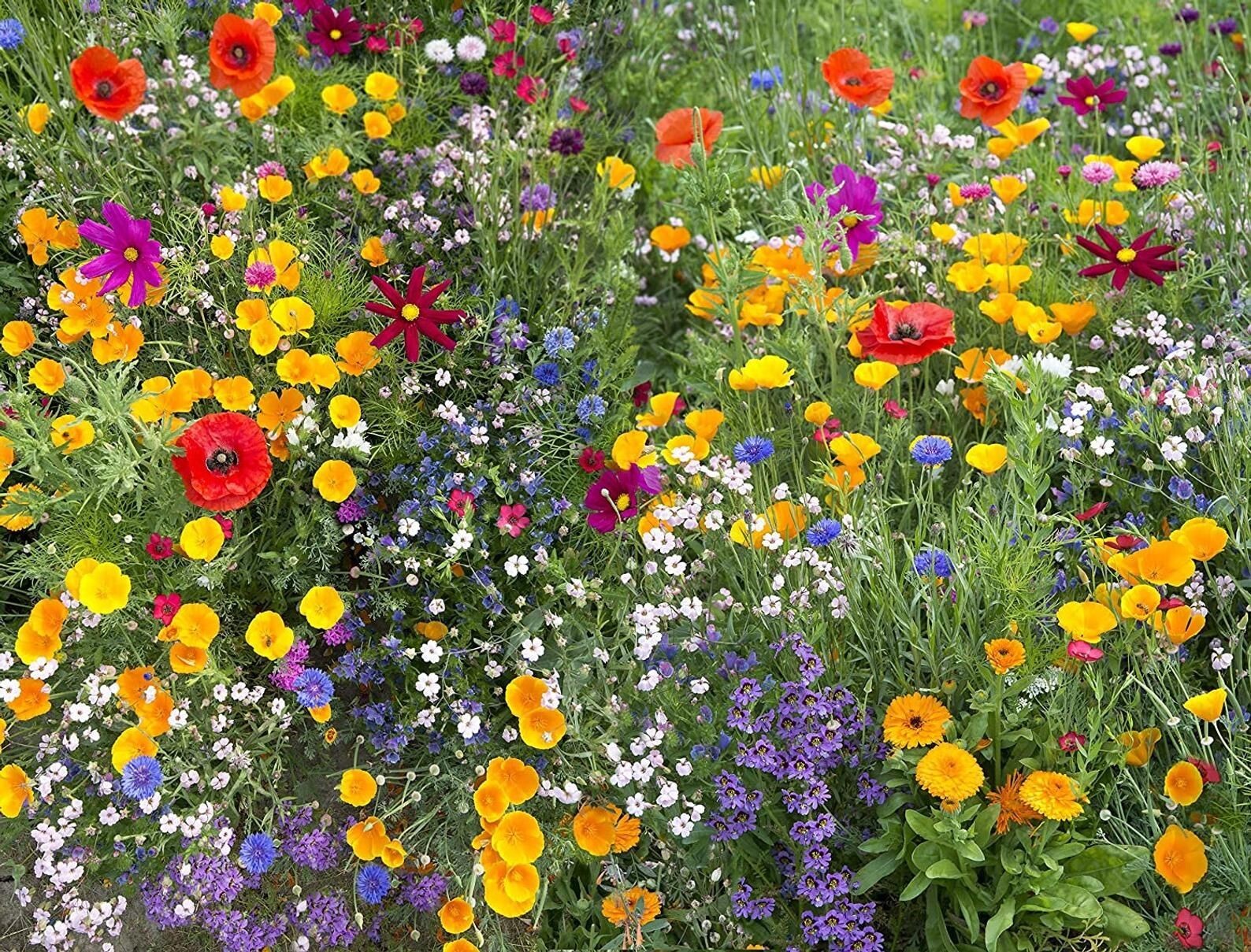 500+ Wildflower Mix HUMMINGBIRD BUTTERFLY SEEDS – Perennials Annuals Heirloom