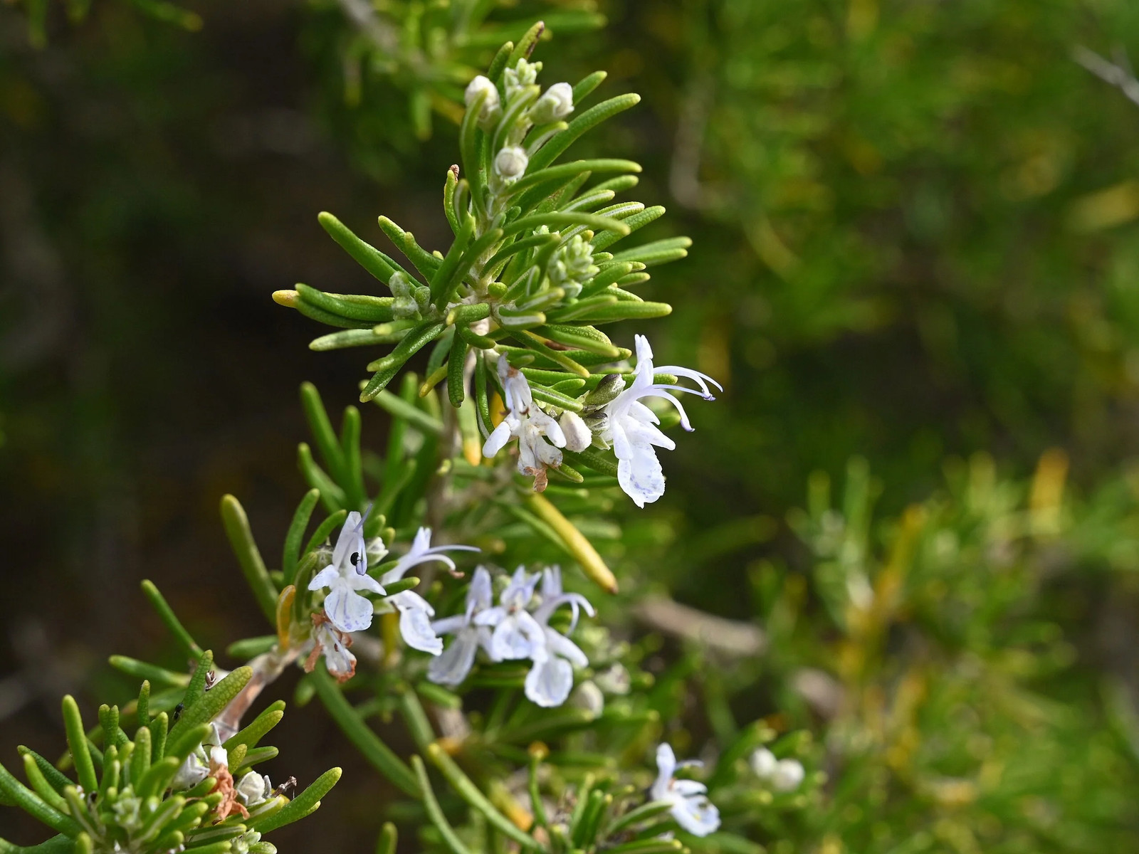 Rosemary Seeds – For 2025 Planting Blue Tuscan Perennial Herb Garden