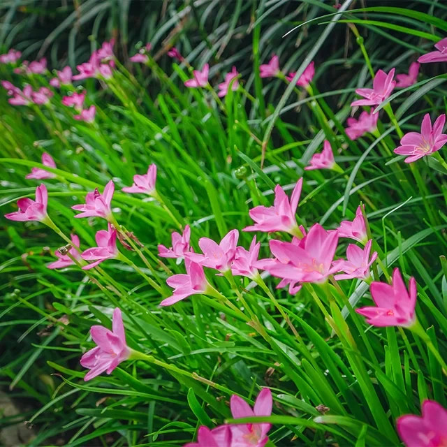 6 Pink Zephyr Lily, Fairy Lily, and Rain Lily, Zephyranthes – 6 Bulbs