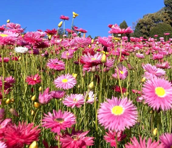 Giant Flowered Mix Paper Daisy Seeds – For 2025 Planting Mixed Colors Sunray