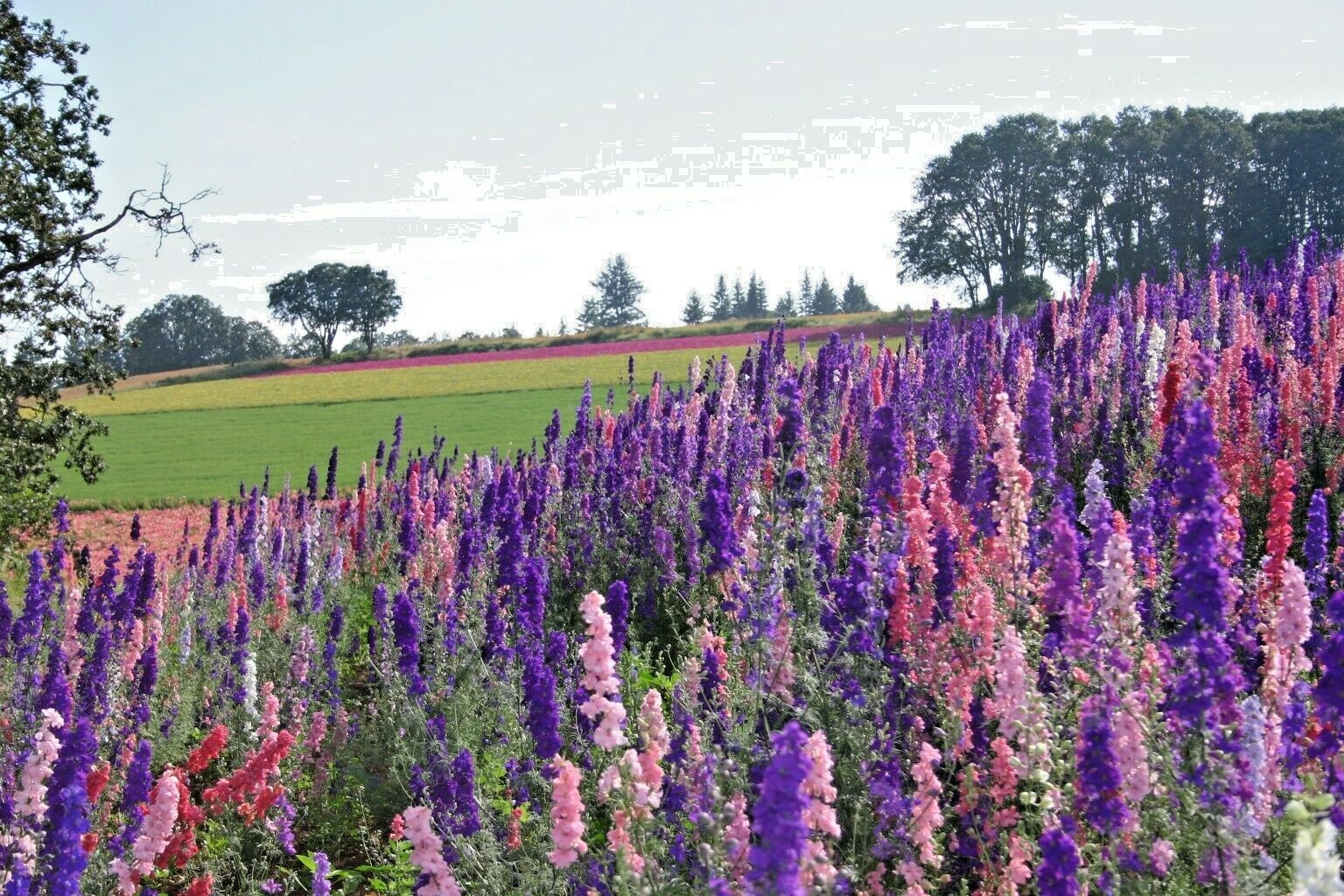 601+LARKSPUR Rocket IMPERIAL Mix Seeds Native Wildflower Cut Flowers Pollinators