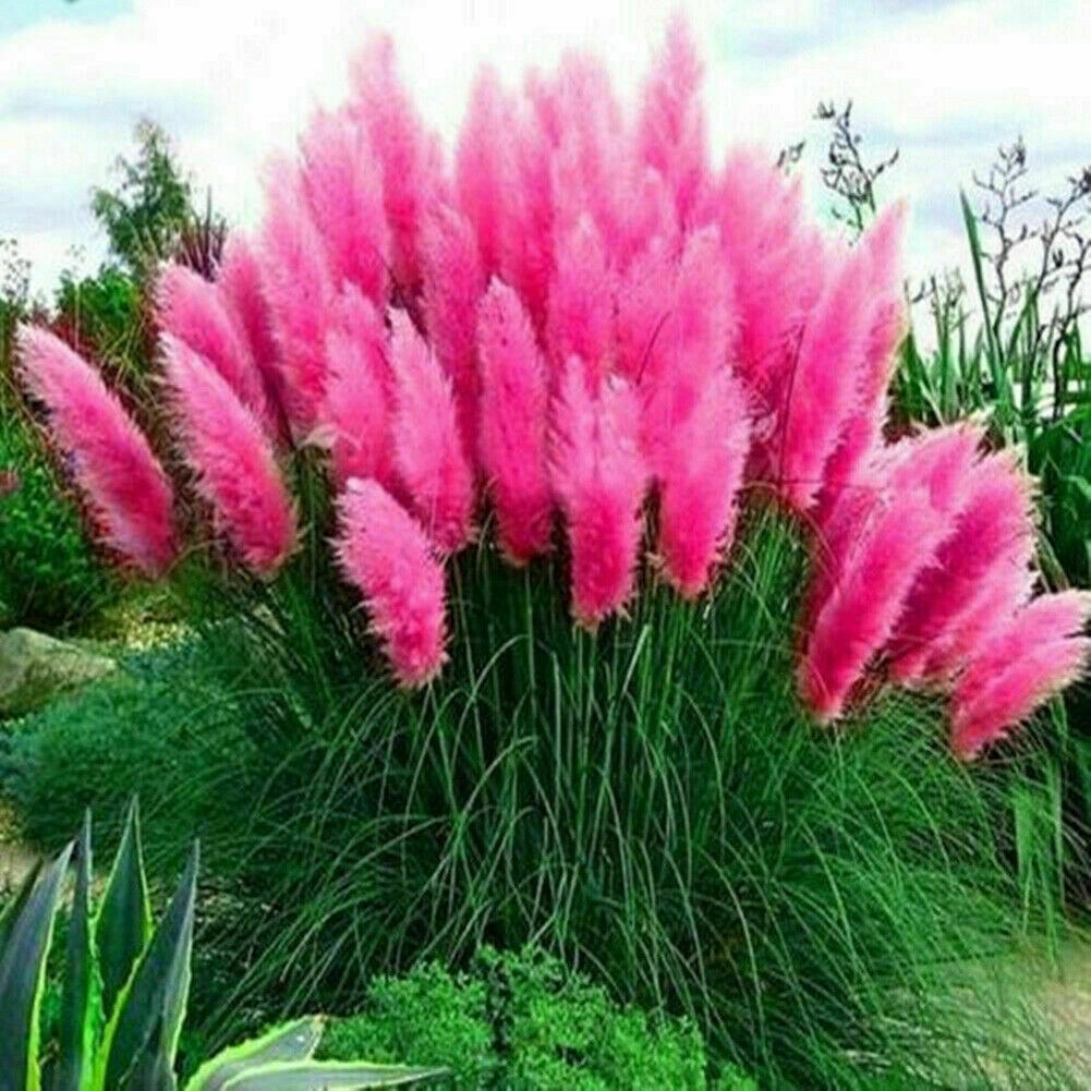 Pampas Grass- Hot Pink- 100 Seeds – Fresh