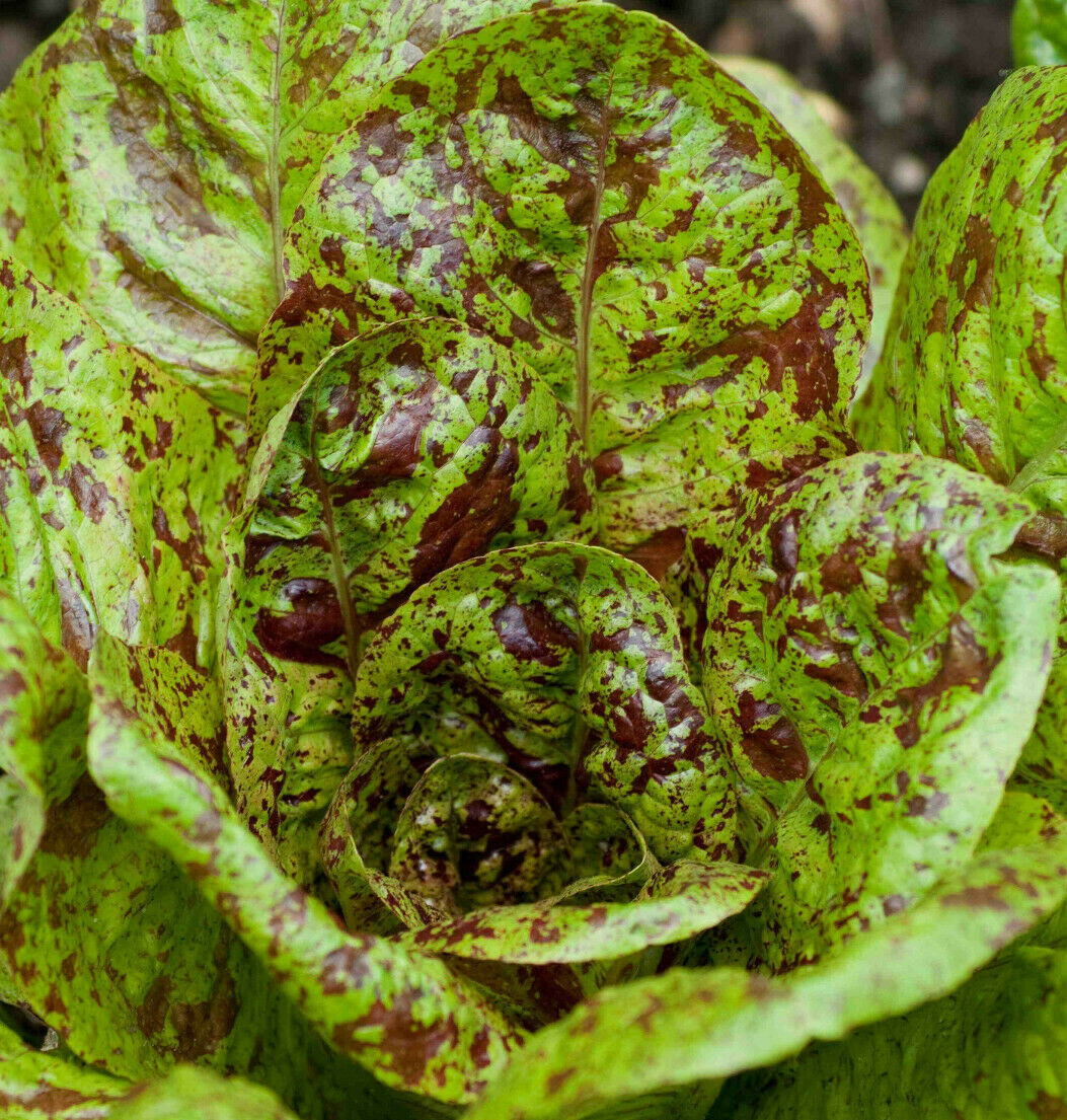Freckles Romaine Lettuce Seeds | Lactuca Red Speckled Leaf Vegetable Seed 2024
