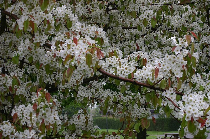 Chinese Pear, (Ussurian Pear), Pyrus ussuriensis
