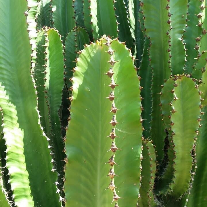 Live Succulent Cuttings – Euphorbia Ingens Candelabra Tree (6 inches)